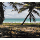 Island Background