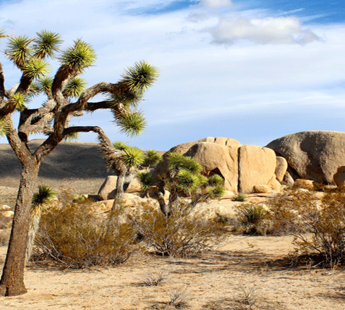 Joshua Tree Background