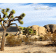 Joshua Tree Background