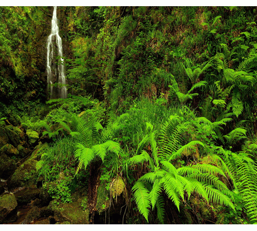 Jungle 3 Background