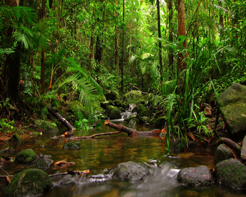 Jungle Background