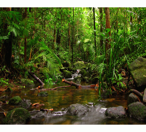 Jungle Background