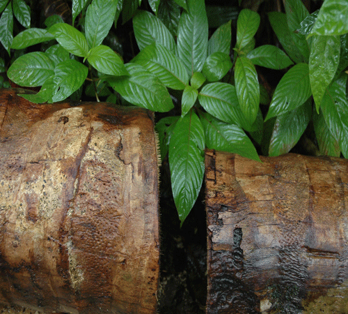 Jungle Floor Background