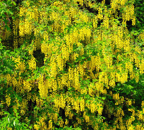 Laburnum Background