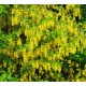 Laburnum Background