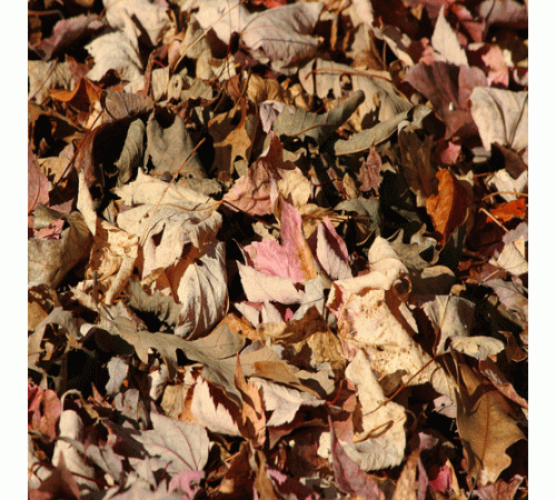 Leaves Background