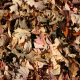 Leaves Background