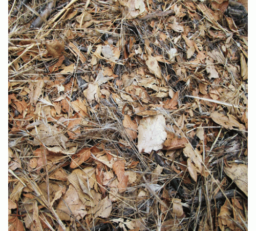 Leaves 2 Background Leaves 2 Background