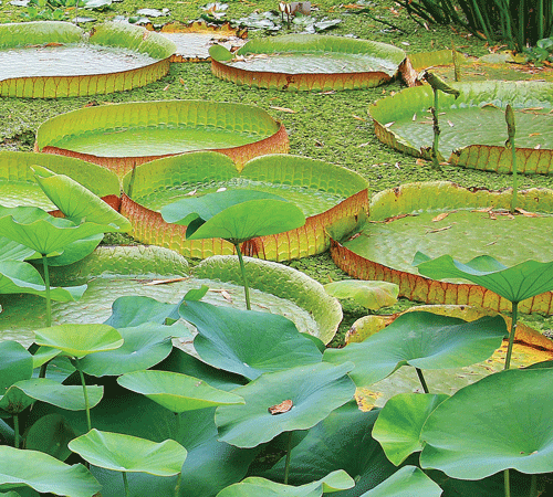 Lily Pads 2 Background