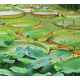 Lily Pads 2 Background
