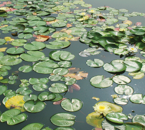 Lily Pads Background
