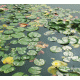 Lily Pads Background