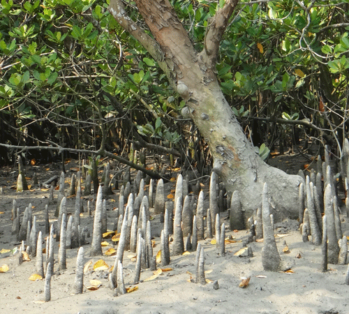Mangroves Background