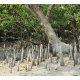 Mangroves Background