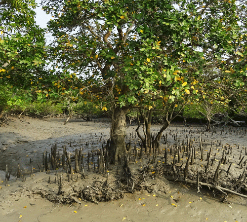 Mangroves 2 Background