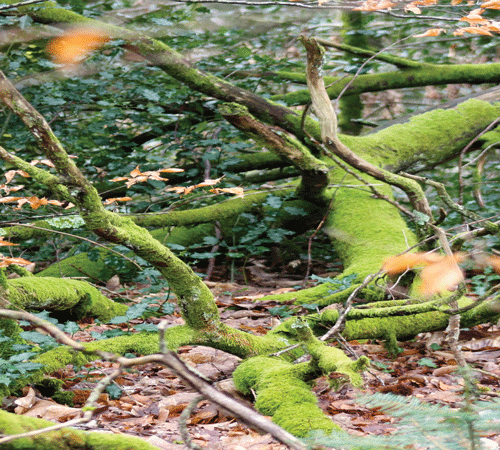 Moss Covered Branches Background