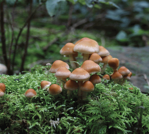Mushroom 2 Background