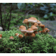 Mushroom 2 Background