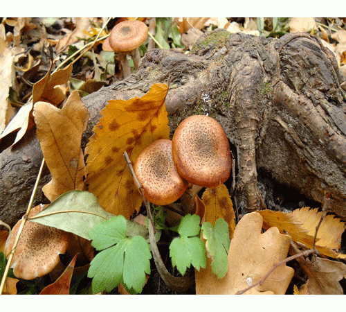 Mushroom 3 Background