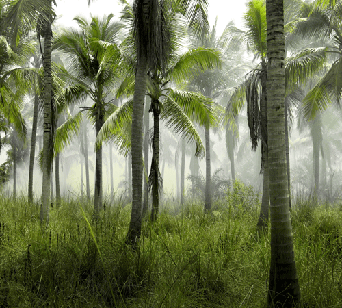 Palm Trees Background