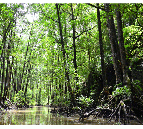 Rainforest 4 Background