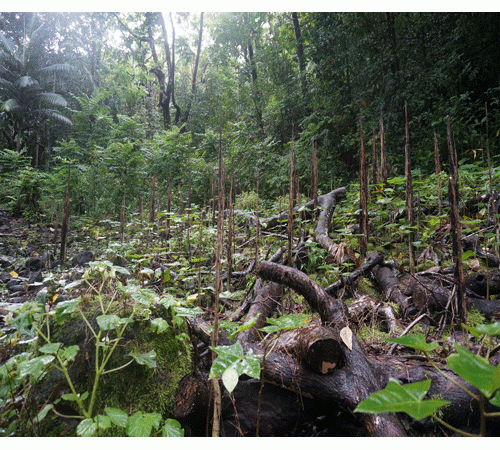 Rainforest Floor Background