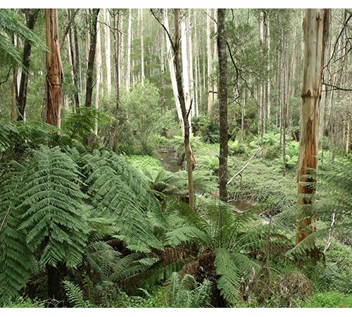 Rainforest 3 Background