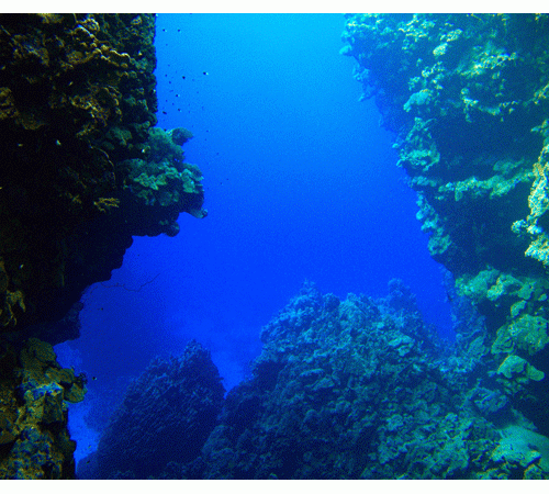 Reef Background Reef Background