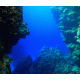 Reef Background