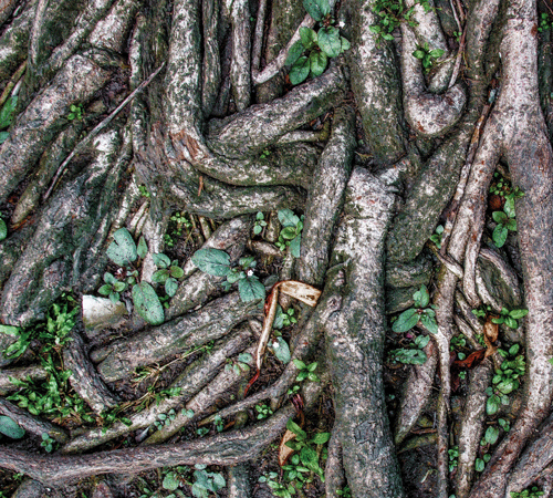Roots 8 Background