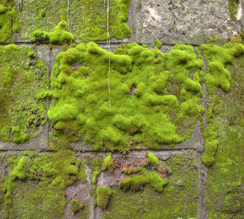 Stone Wall 9 Background