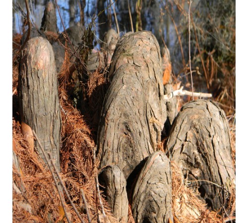 Stump Background Stump Background