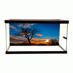 Sunset Background