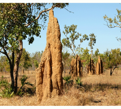 Termite Hill Background Termite Hill Background