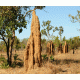 Termite Hill Background