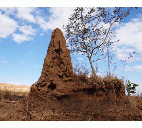 Termite Hill 2 Background