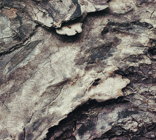 Tree Bark Background
