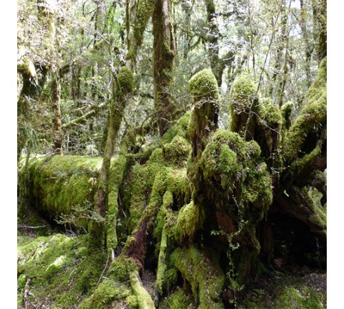 Tree & Moss Background