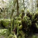 Tree & Moss Background