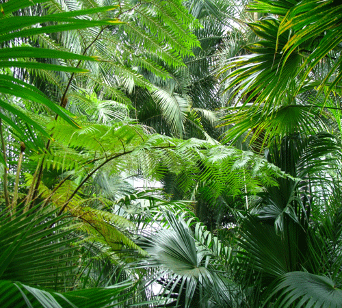 Tropical Plants Background