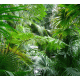 Tropical Plants Background