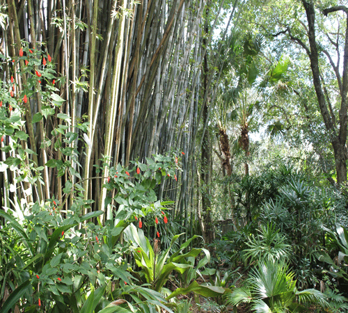 Tropical Background