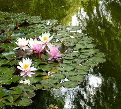Water Lilies 3 Background