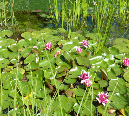 Water Lilies 4 Background