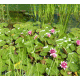 Water Lilies 4 Background