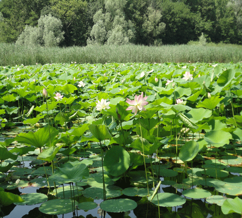 Water Lilies 5 Background