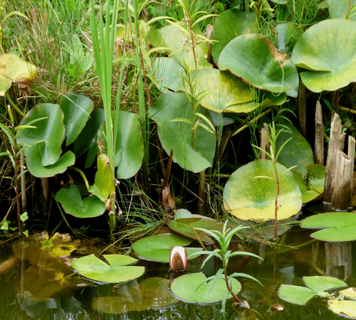 Water Plants Background