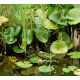 Water Plants Background