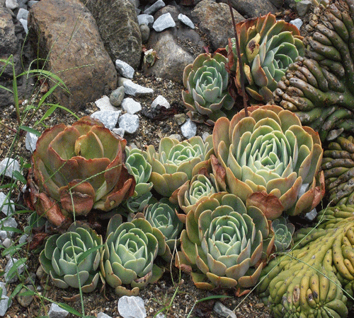 Cactus Background