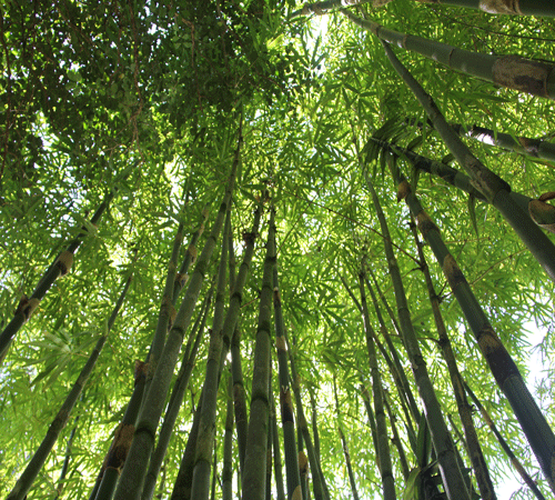 Bamboo Forest 2 Background